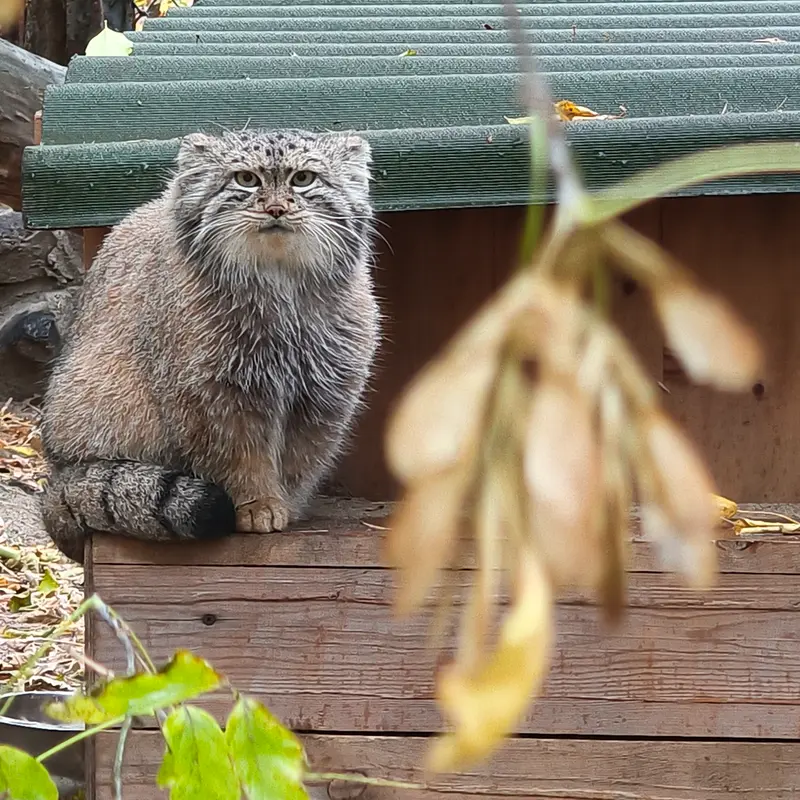 A photograph of Snezhana in Novosibirsk Zoo