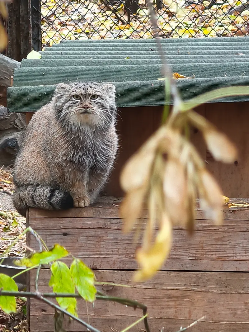 A photograph of Snezhana in Novosibirsk Zoo