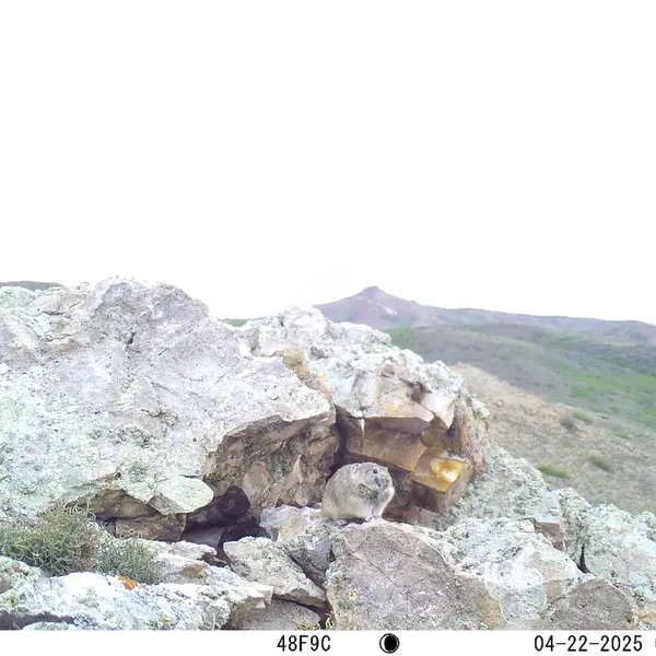 A photograph of Pika from Besshoky 1 camera trap