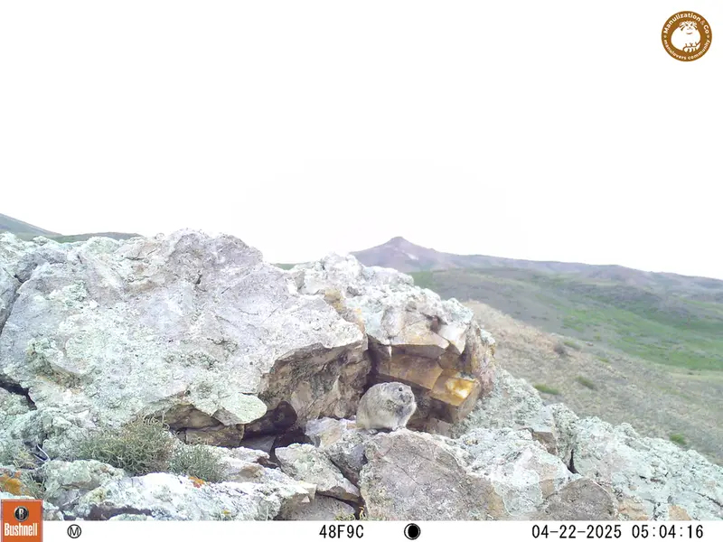 A photograph of Pika from Besshoky 1 camera trap