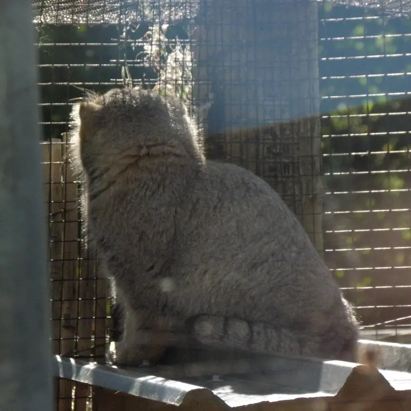 A photograph of a Pallas's cat in The Lakeland Wildlife Oasis