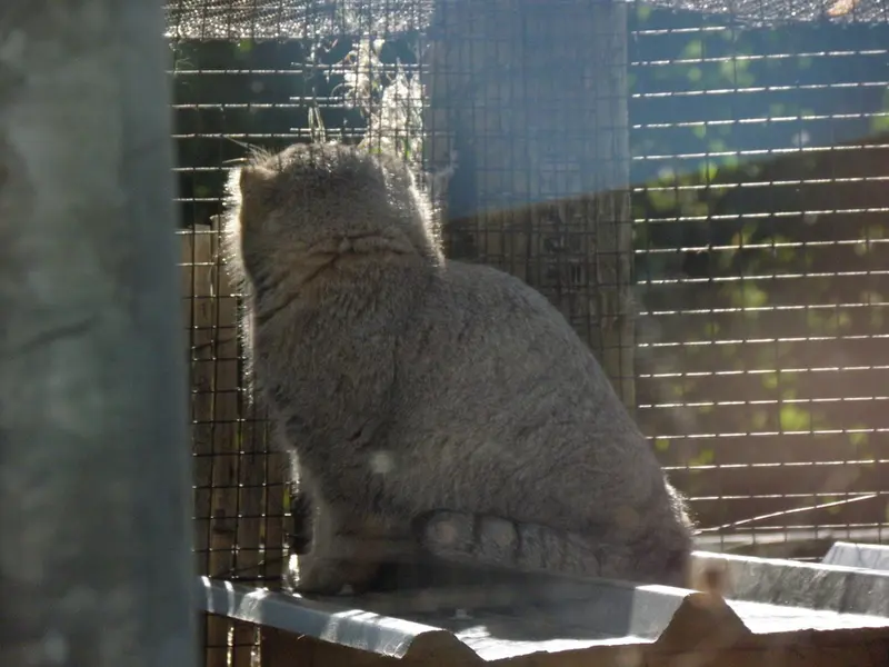 A photograph of a Pallas's cat in The Lakeland Wildlife Oasis