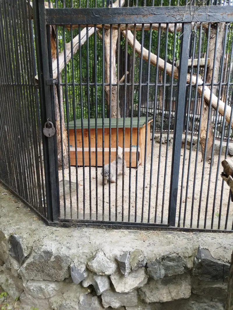 A photograph of a Pallas's cat in Novosibirsk Zoo