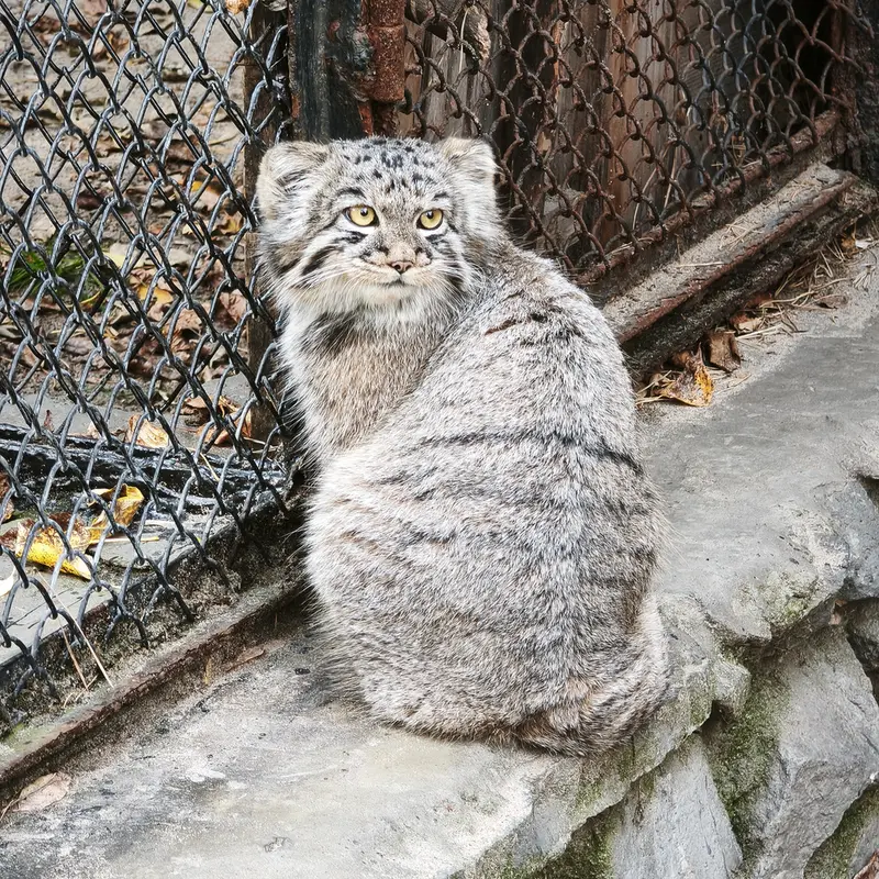 A photograph of Kitten of Eve b.2026  Ⅲ in Novosibirsk Zoo