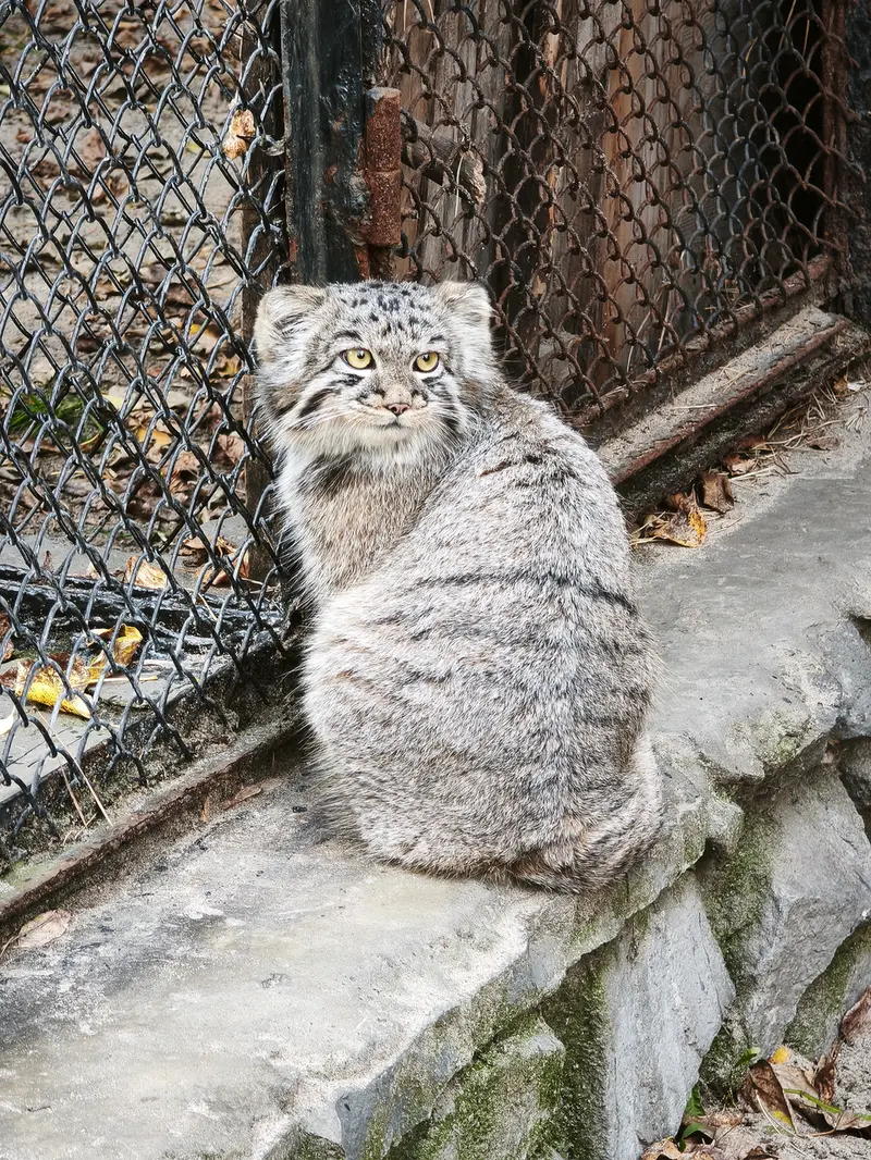 A photograph of Kitten of Eve b.2026  Ⅲ in Novosibirsk Zoo