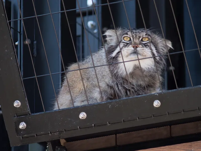 A photograph of Grusha in Asahiyama Zoo
