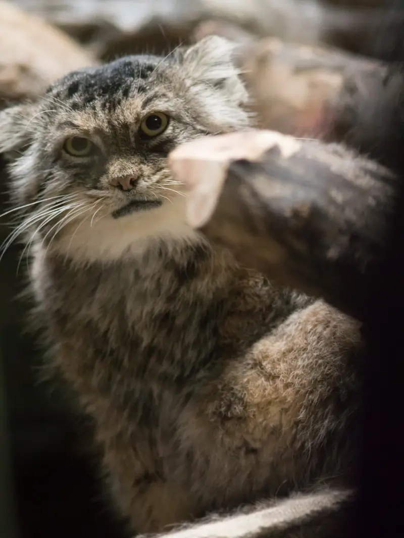 A photograph of Primula in Ueno Zoological Gardens