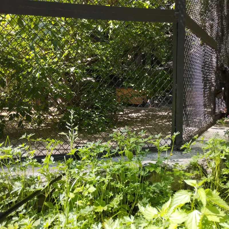 A photograph of Snezhinka in Novosibirsk Zoo