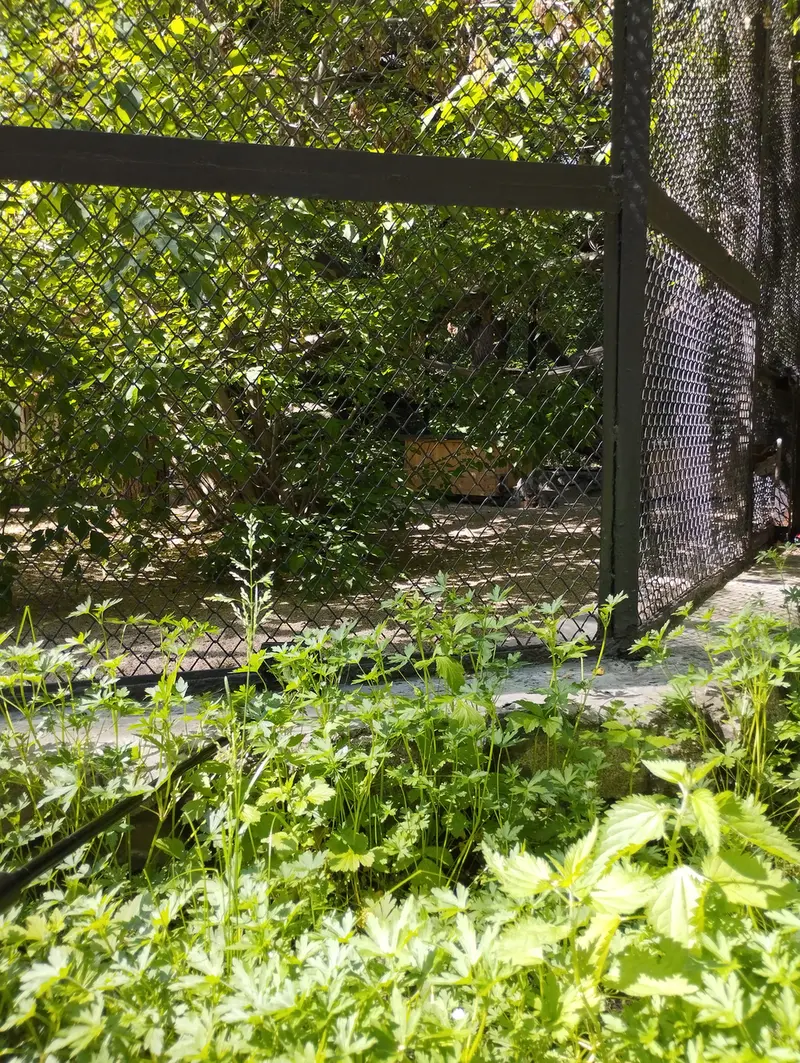 A photograph of Snezhinka in Novosibirsk Zoo