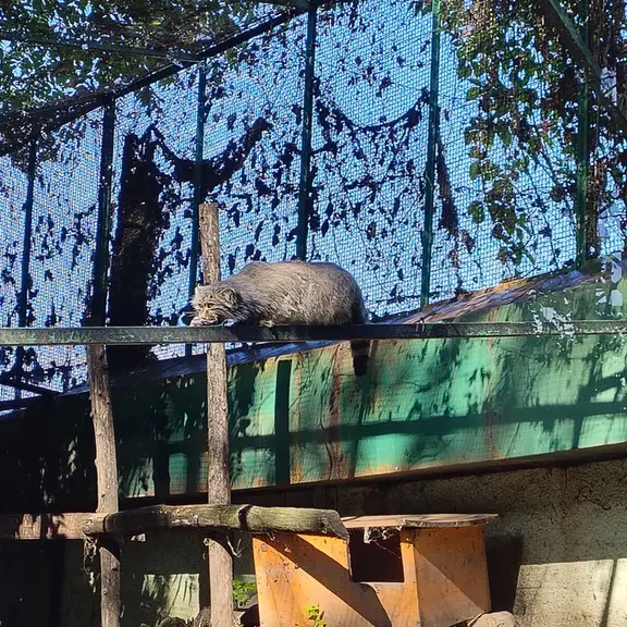 A photograph of Bohus in Budapest Zoo & Botanical Garden