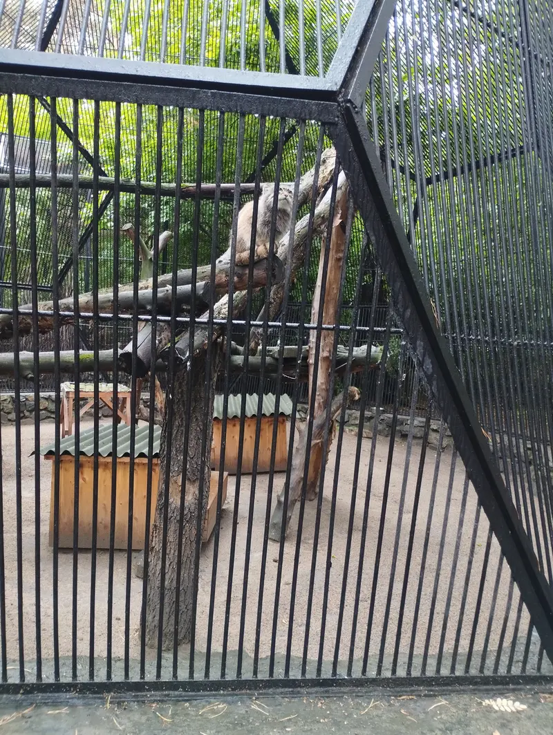 A photograph of a Pallas's cat in Novosibirsk Zoo