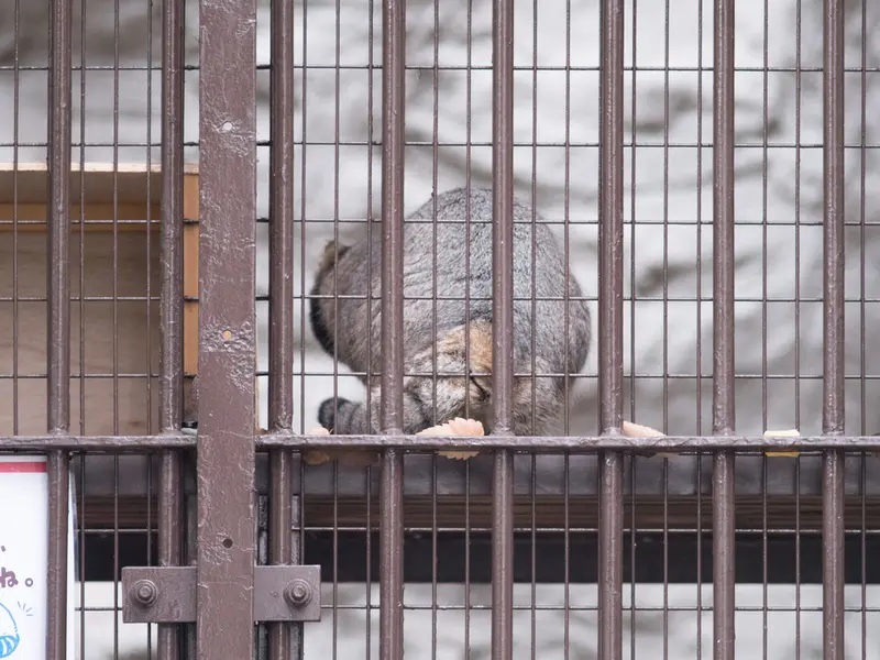 A photograph of Figa in Nogeyama Zoo