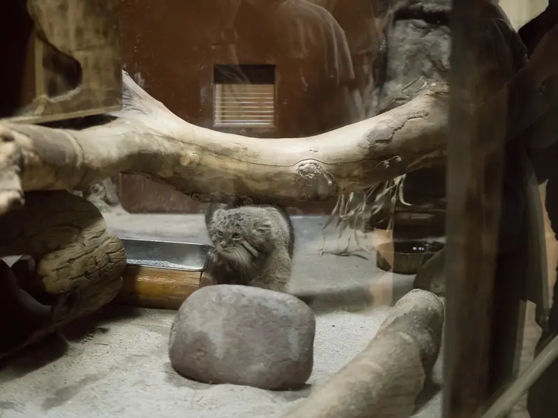 A photograph of Klyon in Ueno Zoological Gardens