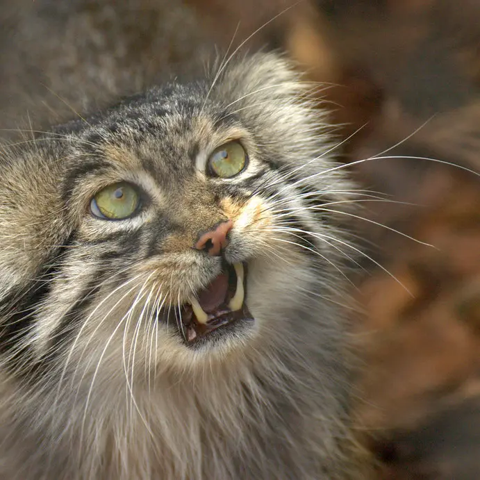 A photograph of Unnamed manul #587 in Opole Zoo