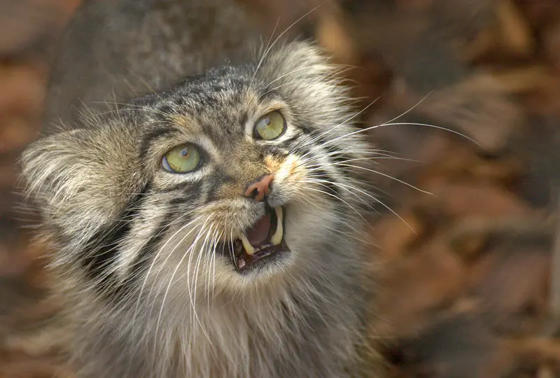 A photograph of Unnamed manul #587 in Opole Zoo