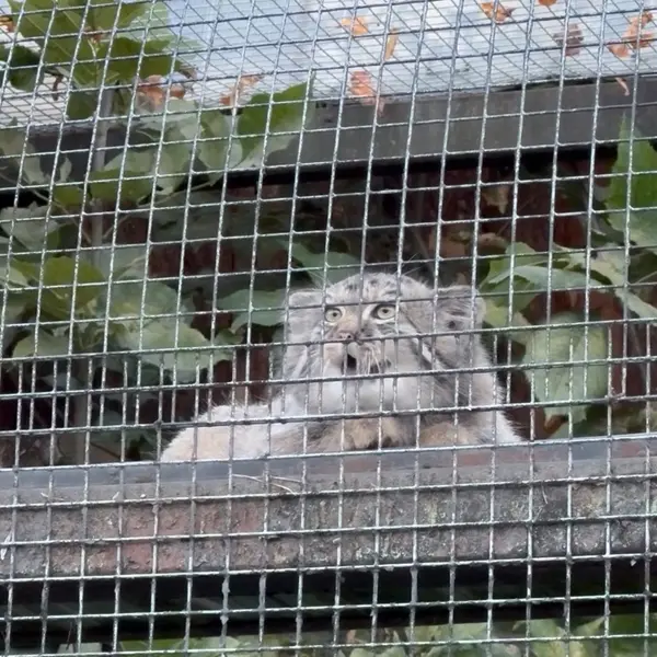 A photograph of a Pallas's cat in Leningrad zoo