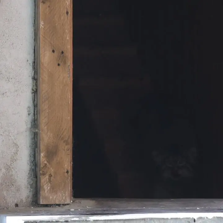 A photograph of a Pallas's cat in Moscow zoo