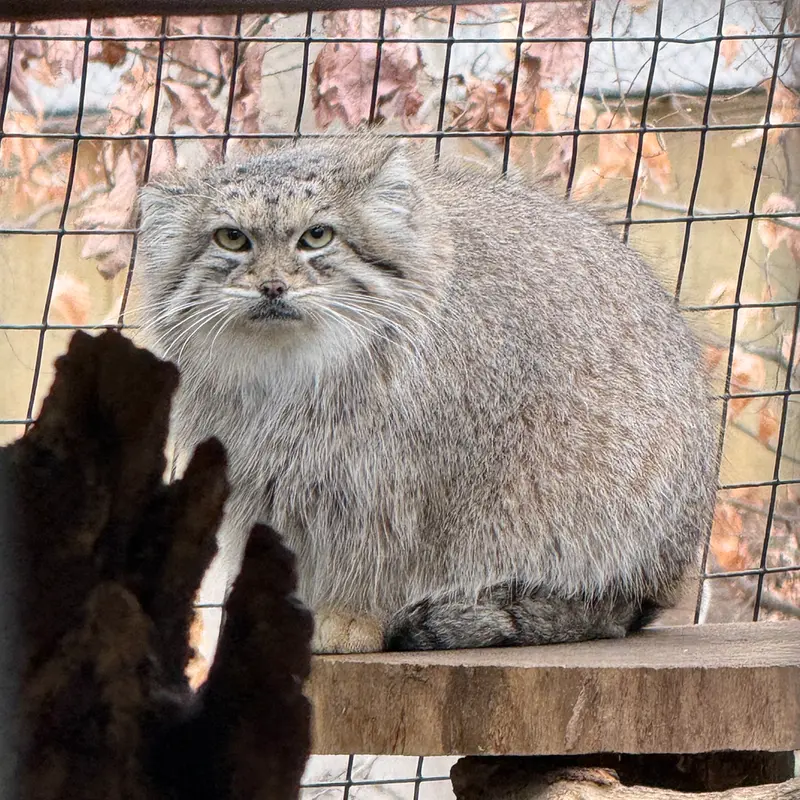 A photograph of Akar in Smithsonian&#039;s National Zoo