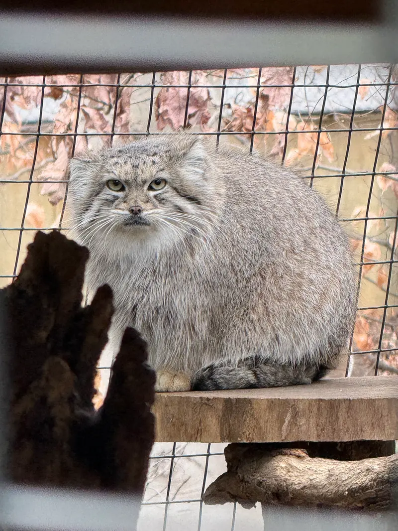 A photograph of Akar in Smithsonian&#039;s National Zoo
