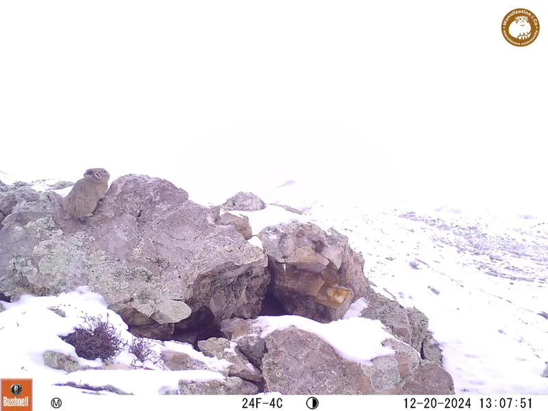 A photograph of Pika from Besshoky 1 camera trap