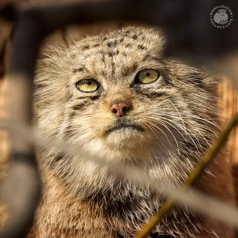 A photograph of Namika in Leningrad zoo