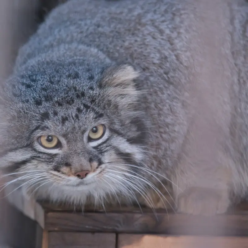 A photograph of Figa in Nogeyama Zoo