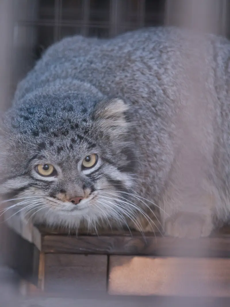 A photograph of Figa in Nogeyama Zoo