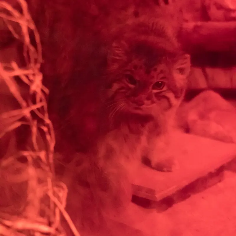 A photograph of Naim in Ueno Zoological Gardens