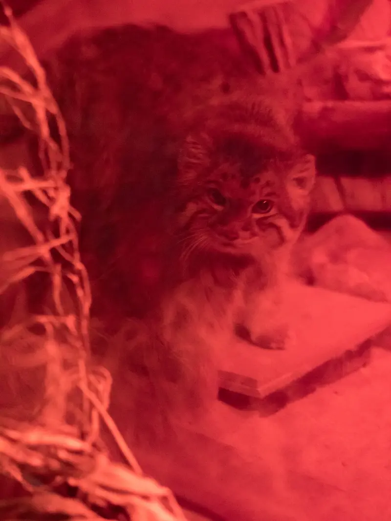 A photograph of Naim in Ueno Zoological Gardens