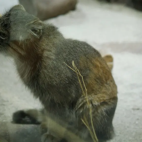 A photograph of a Pallas's cat in Ueno Zoological Gardens