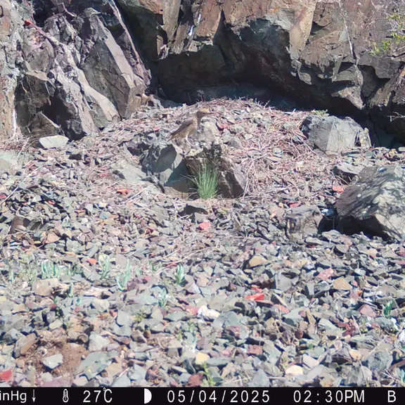 A photograph of a Pallas's cat from Egizkara [new] camera trap