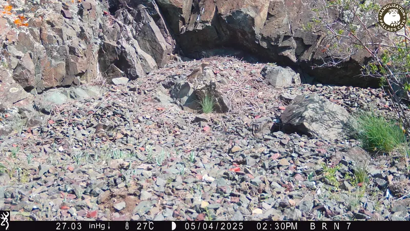 A photograph of a Pallas's cat from Egizkara [new] camera trap