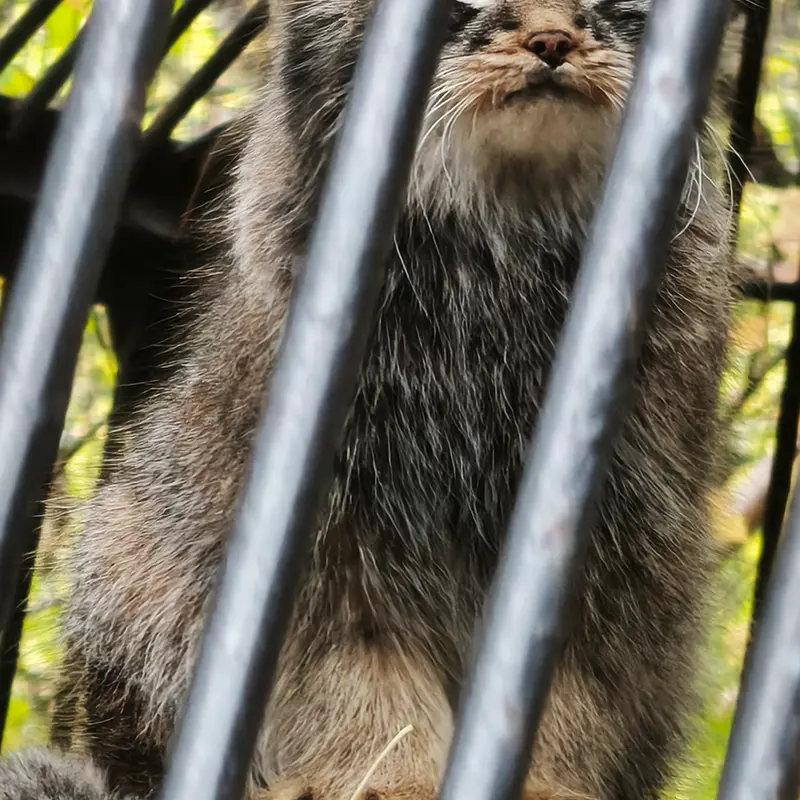 A photograph of Leon in Novosibirsk Zoo