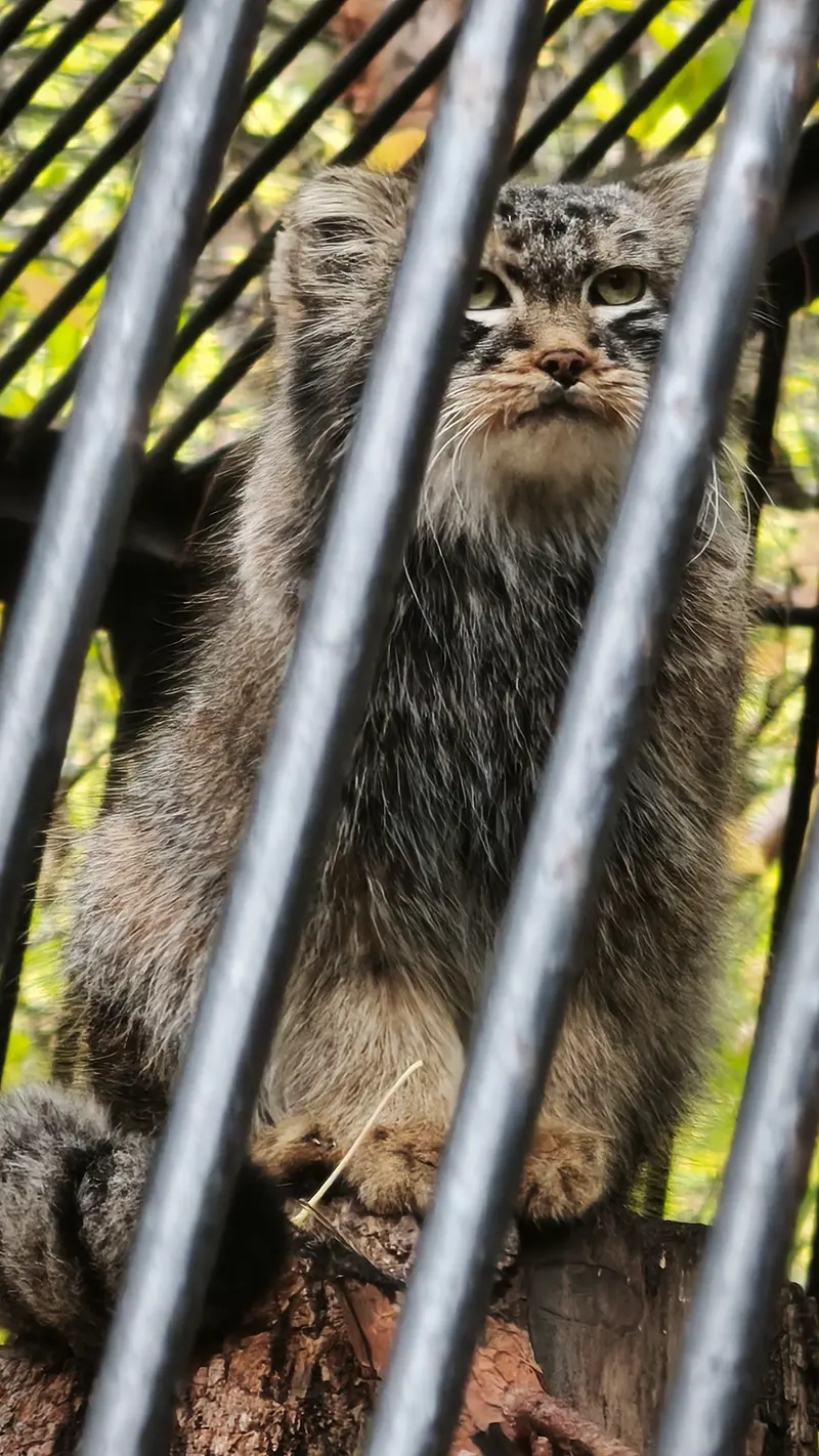 A photograph of Leon in Novosibirsk Zoo