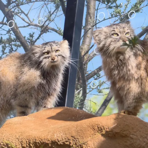 A photograph of a Pallas's cat in Prague Zoo