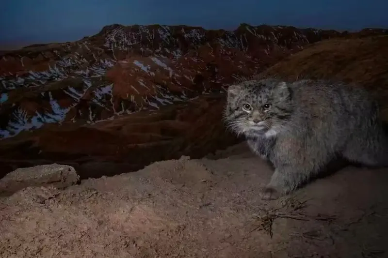 A photograph of a Pallas's cat