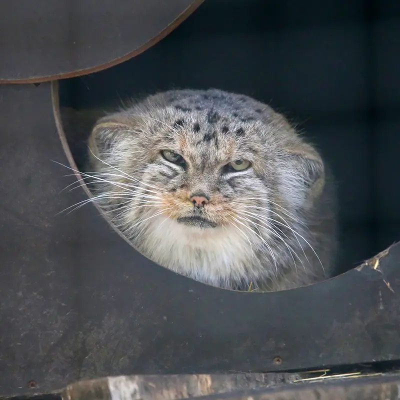 A photograph of Alani in Košice Zoo