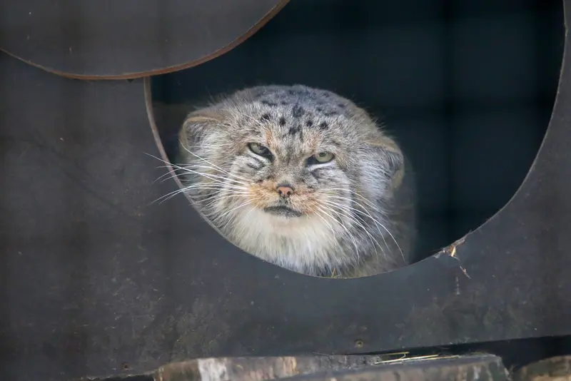 A photograph of Alani in Košice Zoo