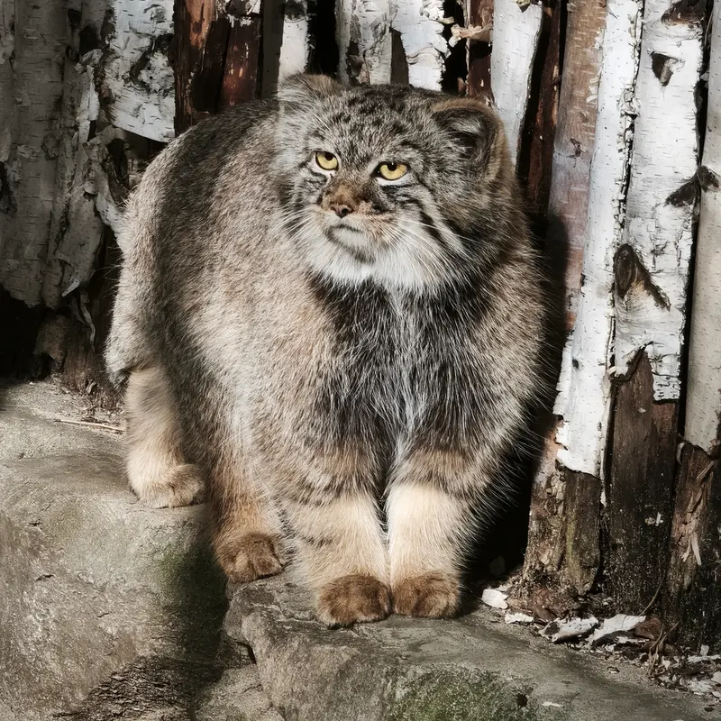 A photograph of a Pallas's cat in Novosibirsk Zoo