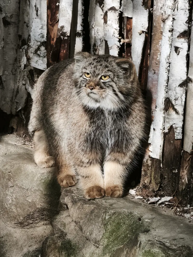 A photograph of a Pallas's cat in Novosibirsk Zoo