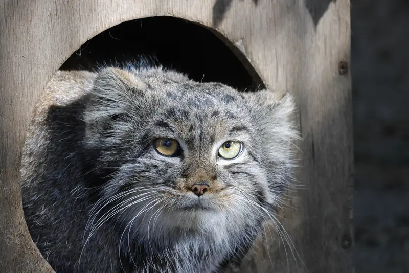A photograph of Katun in Novosibirsk Zoo