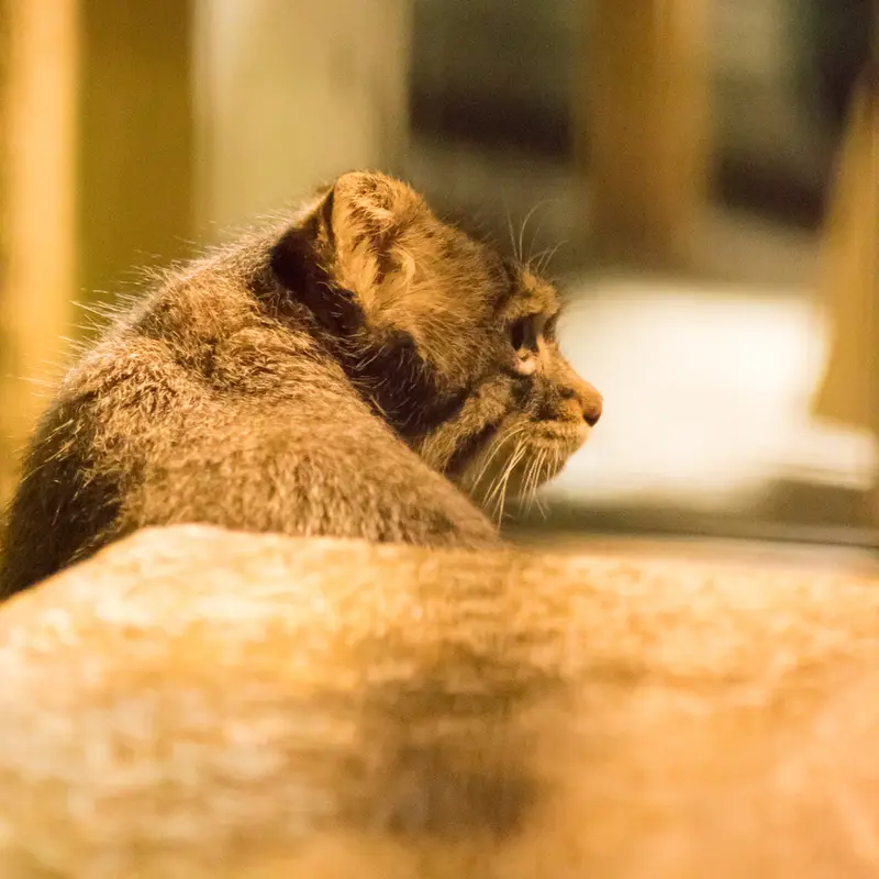 A photograph of Figa in Nogeyama Zoo