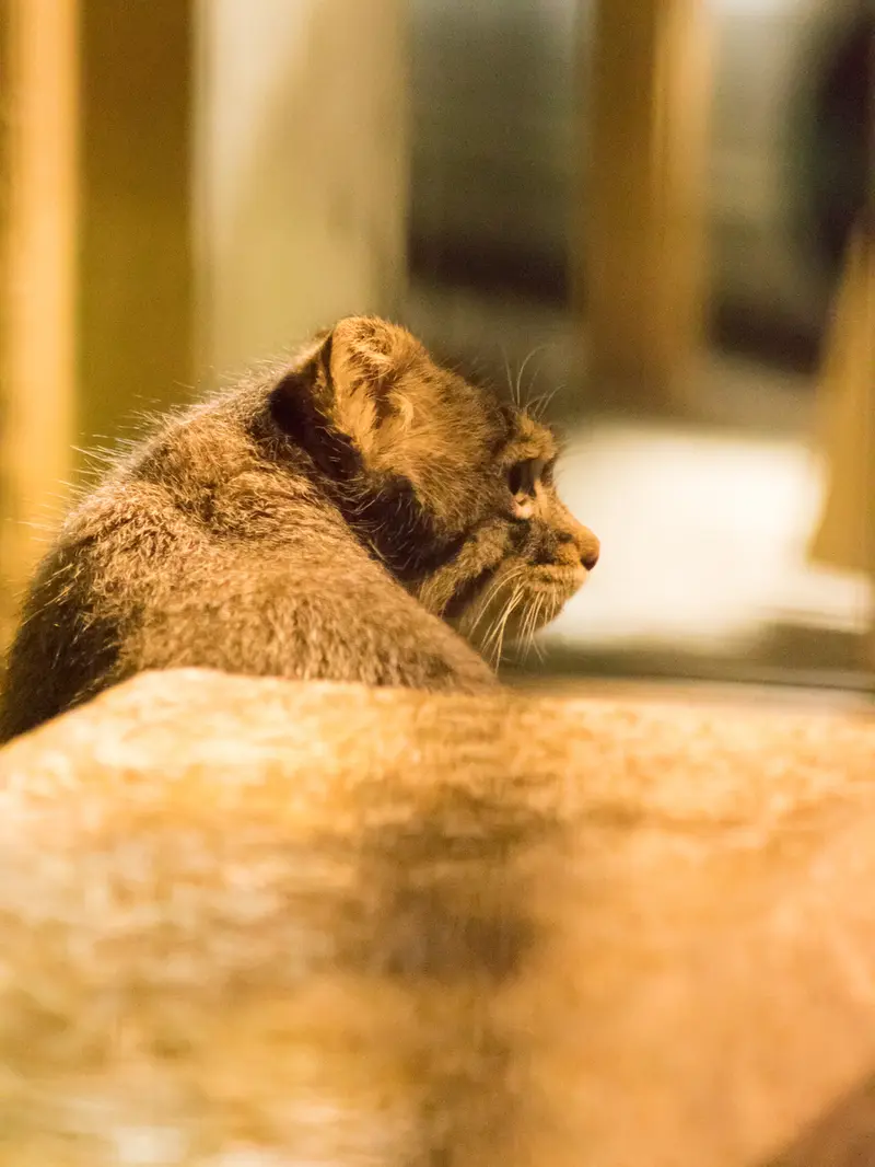 A photograph of Figa in Nogeyama Zoo