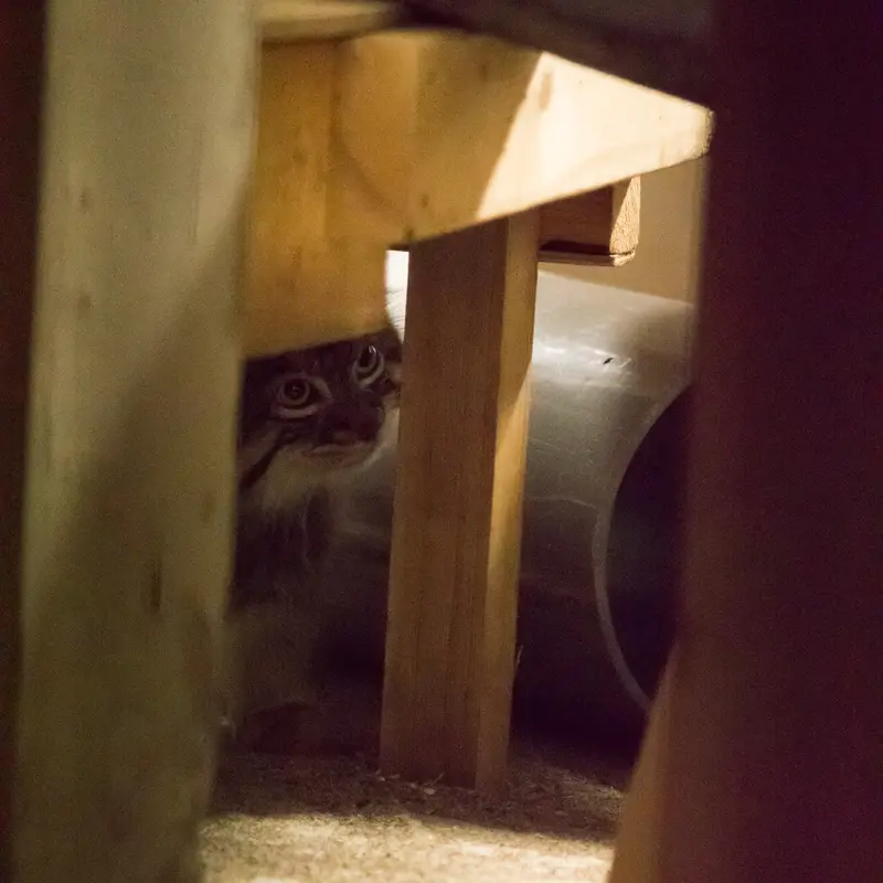 A photograph of Figa in Nogeyama Zoo
