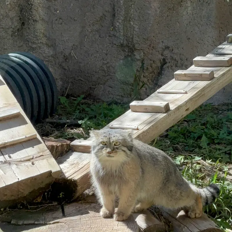 A photograph of Phyllaris in Utah's Hogle Zoo