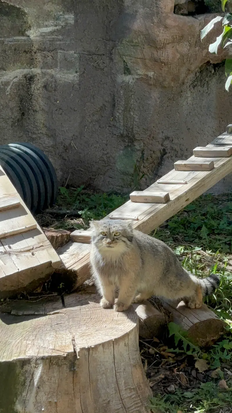 A photograph of Phyllaris in Utah's Hogle Zoo