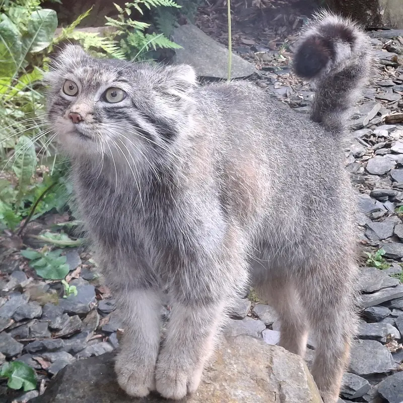 A photograph of Altai in Tregomeur Zoo