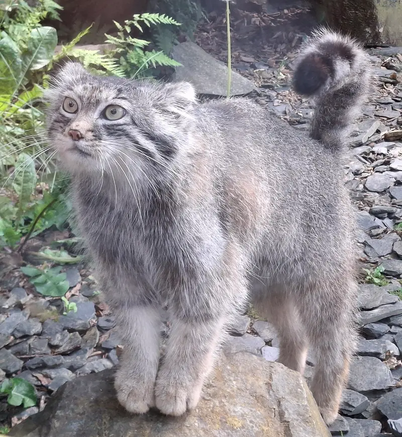 A photograph of Altai in Tregomeur Zoo