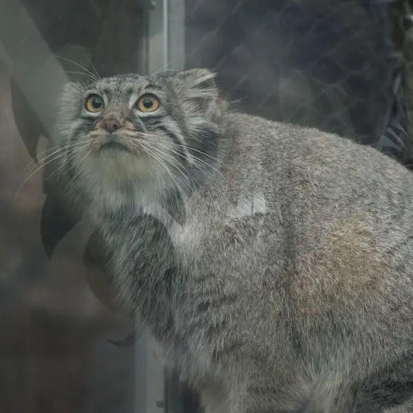 A photograph of Mei in Kobe Animal Kingdom