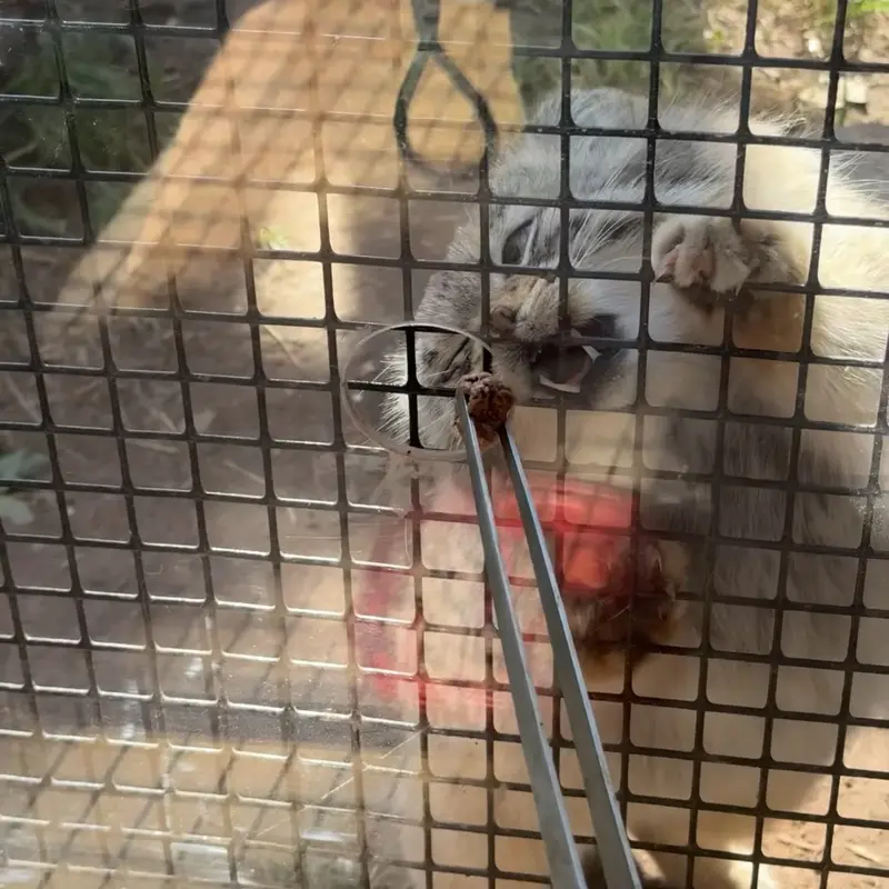 A photograph of a Pallas's cat